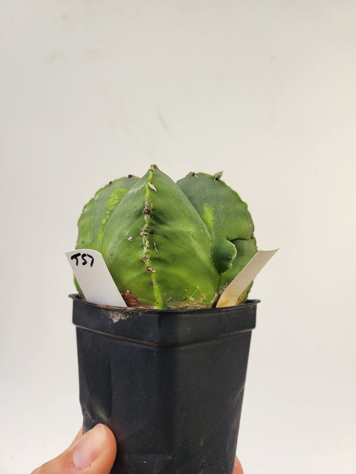 Astrophytum myriostigma hybrid 2.5" pot, very established, flowering size. XL  #T57 - Nice Plants Good Pots