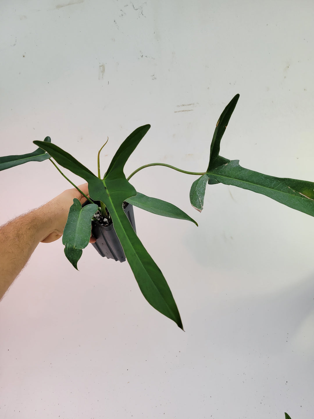 Philodendron Longilobatum, Mature Specimen.  also known as Lelano Miyano, a very unusual and hard to find,  #L27 - Nice Plants Good Pots