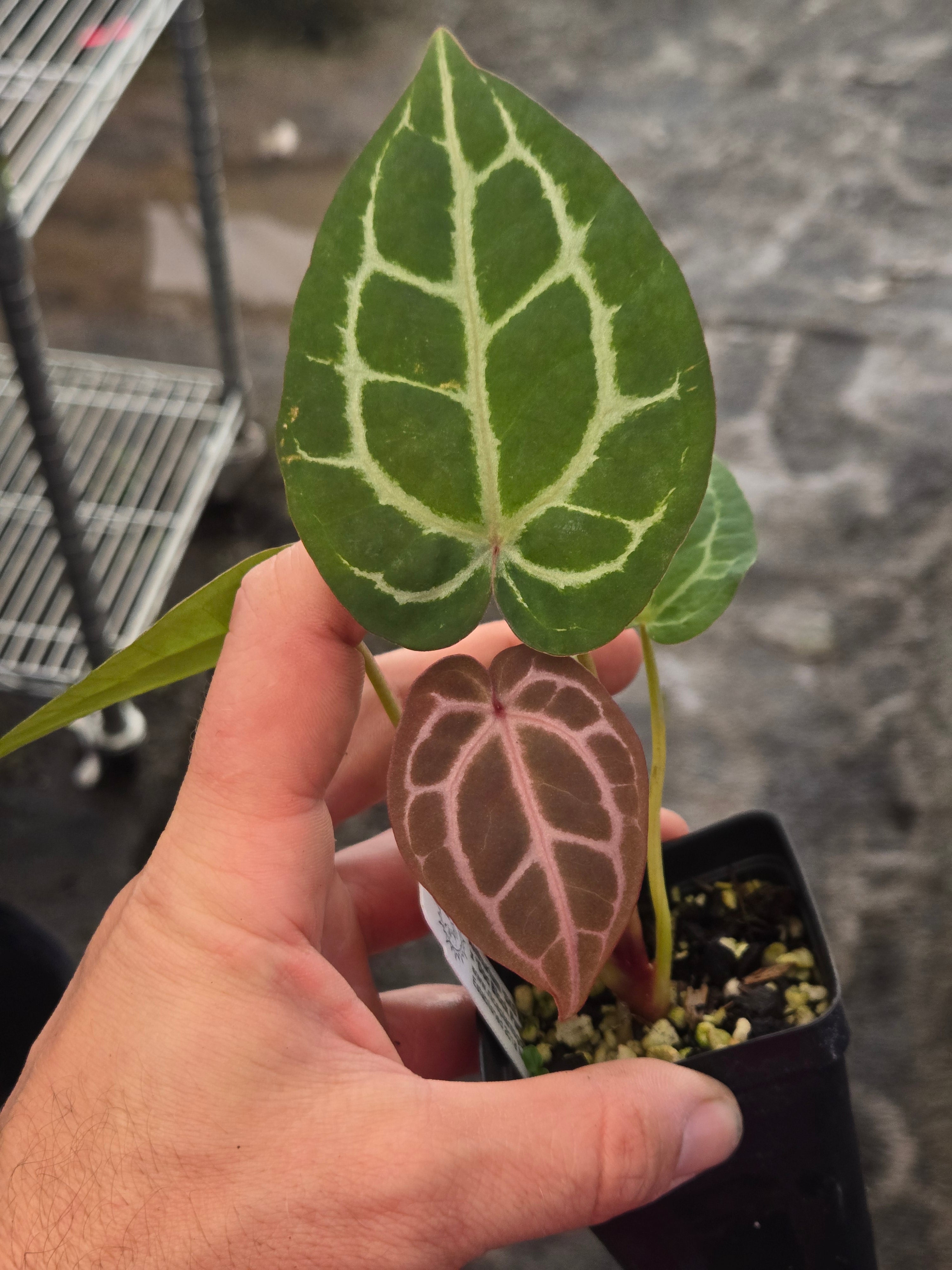 Anthurium 'SKG Red Crystal Mag' x 'Doc Block Purple F2' (A102