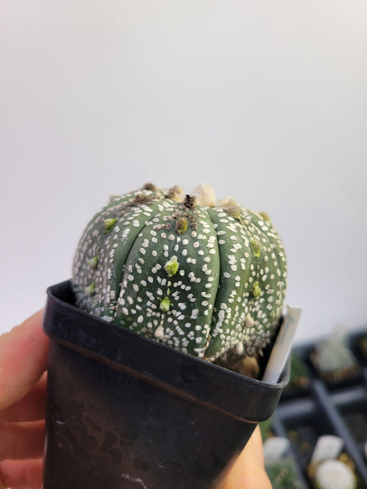 Astrophytum asterias cv. Superkabuto, rooted and established Deaw Cactus- Flowering Seed Grown#T25 - Nice Plants Good Pots