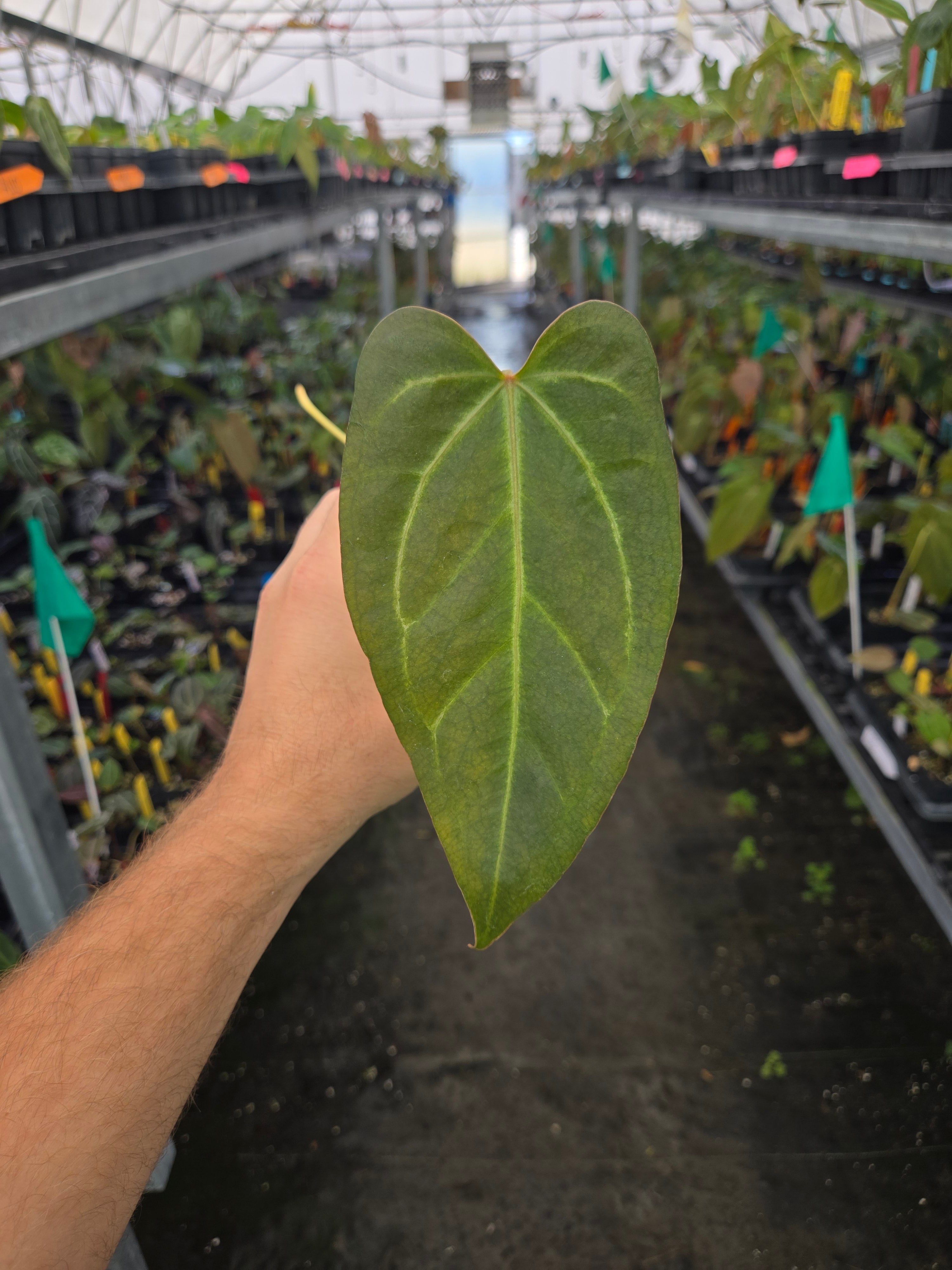 Anthurium 'Rotundatum X' x ('Rotundatum X' /Doc Block Purp F2') #2 (A85)