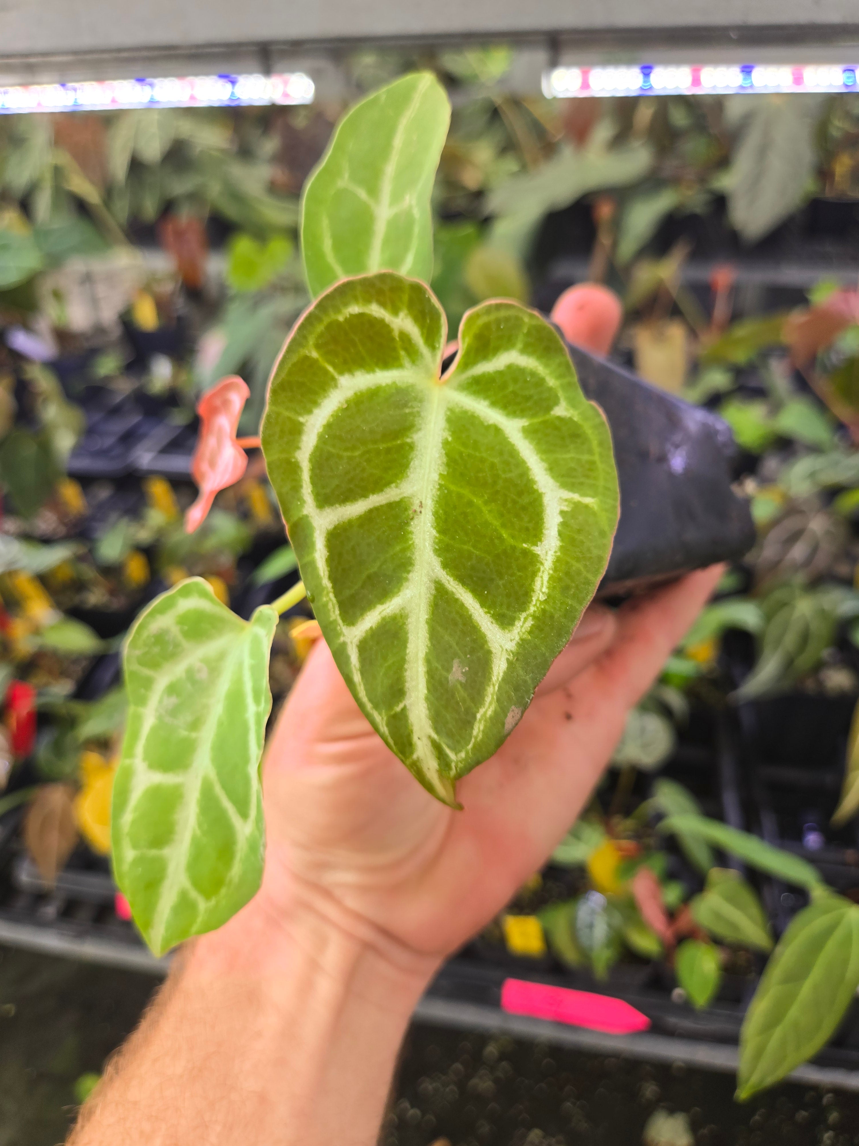 Anthurium 'Swampmannii Long' X 'Costa Rican Crystal' (A89)