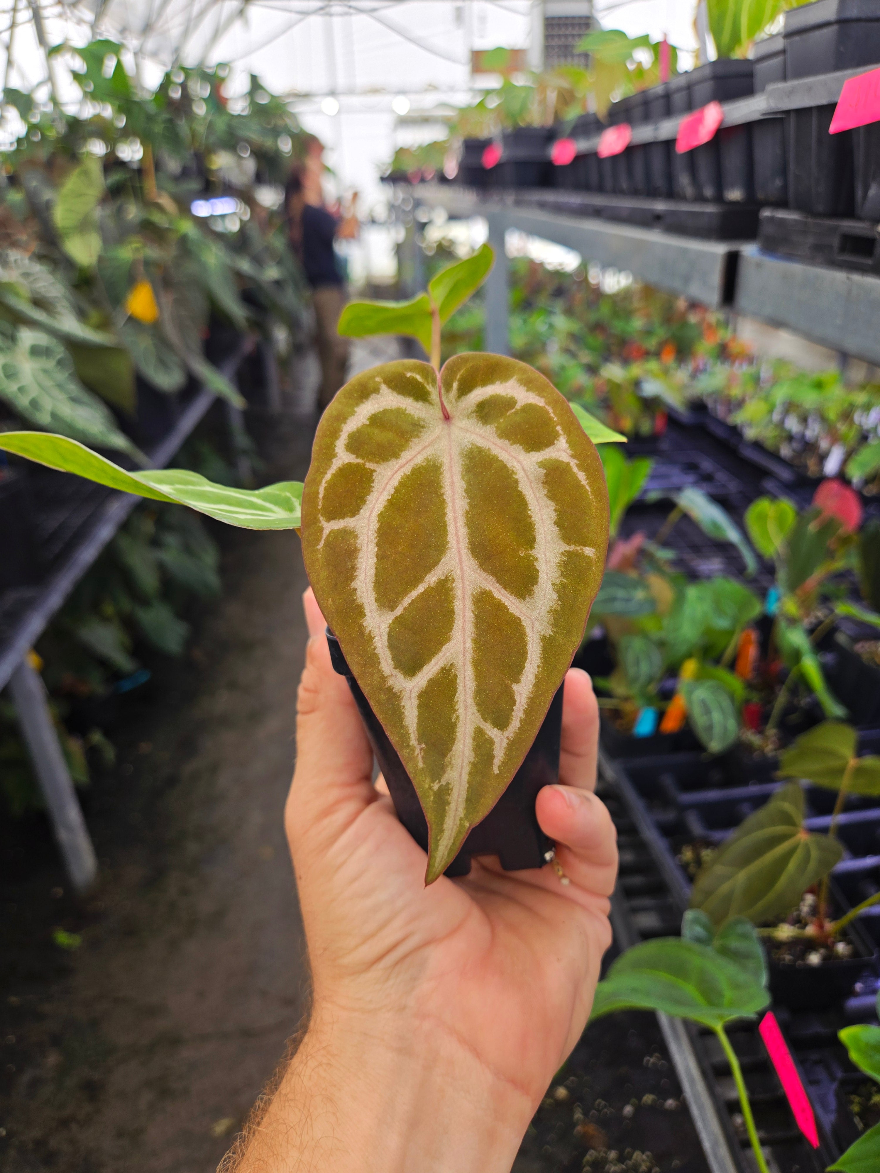 Anthurium 'Doc Block Purple F2' x 'SKG Grey' (A115)