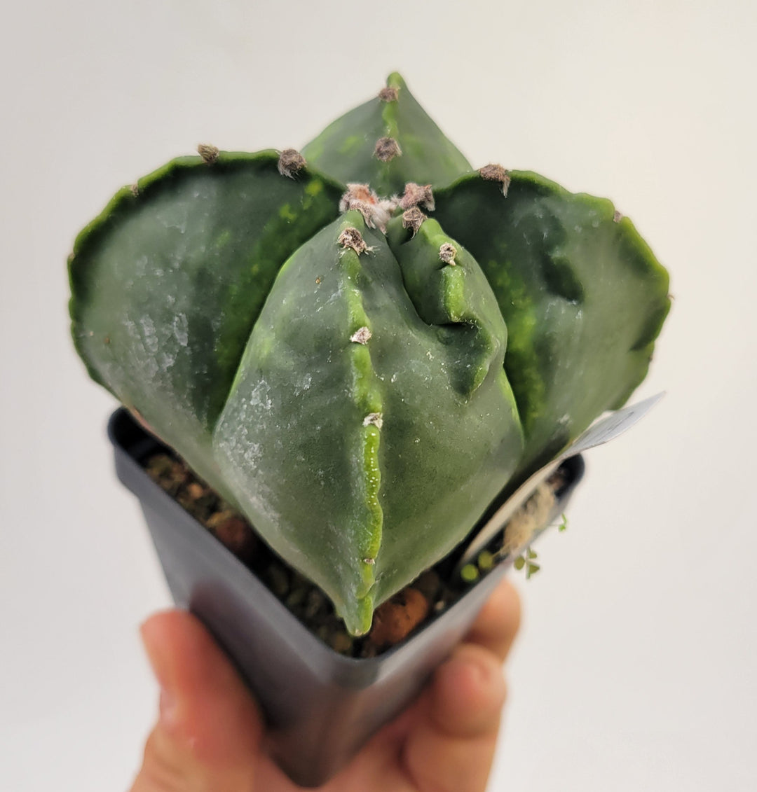 Astrophytum Myriostigma cv "kikko" hybrid . 2.5" pot, very established, Specimen size XL #T55 - Nice Plants Good Pots