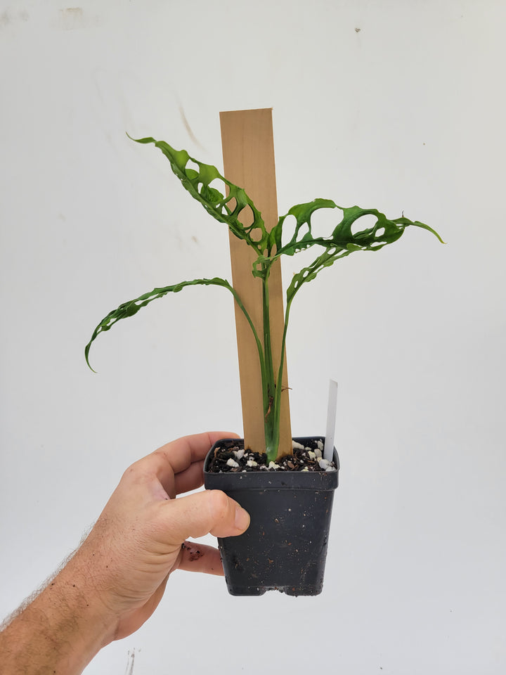 Monstera Obliqua Peru, Xlarge plant attached to pole.  US seller- L9 - Nice Plants Good Pots