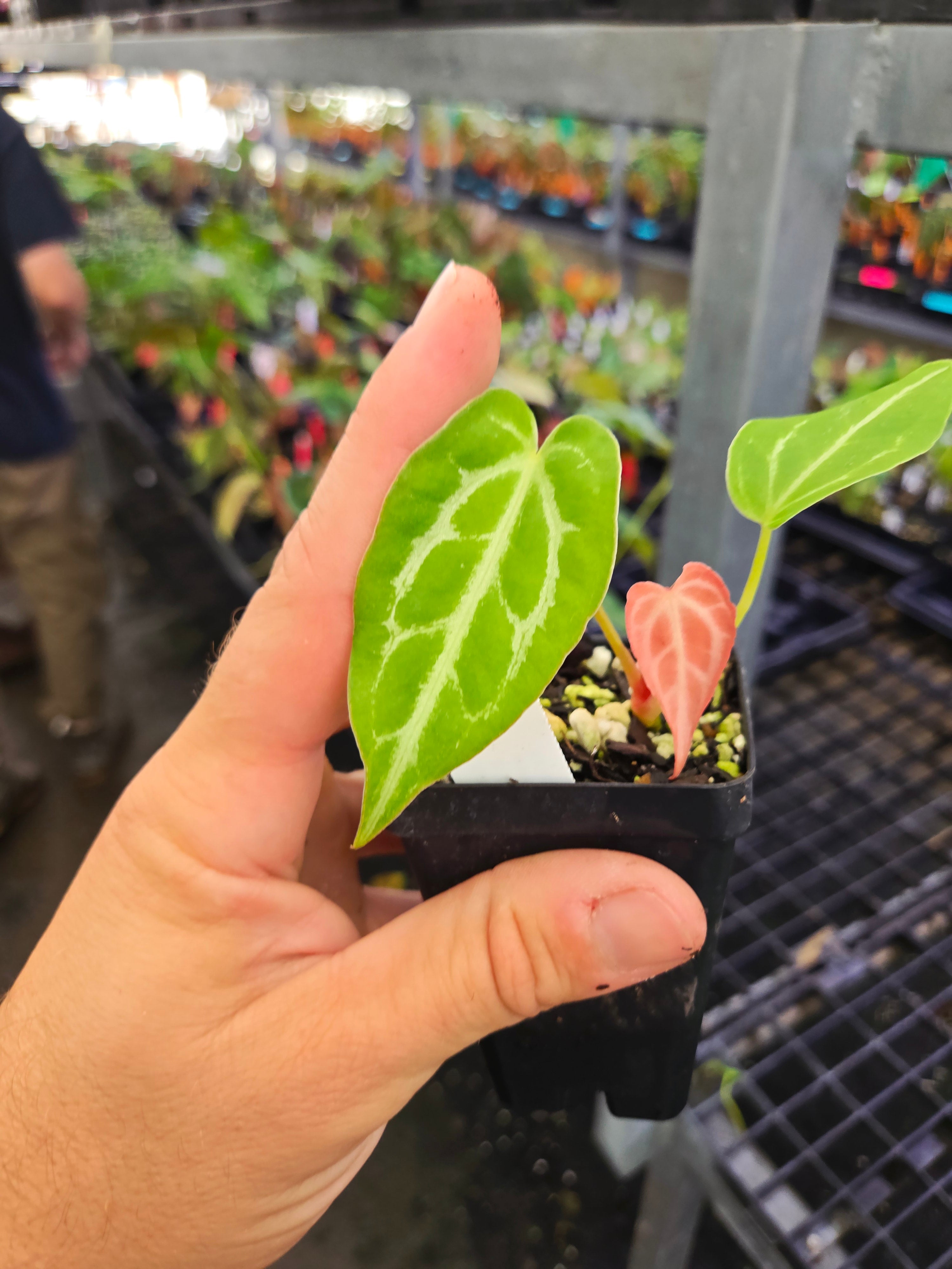Anthurium ('Caycee'/ 'Griege') x 'Costa Rican Crystal' (A116)