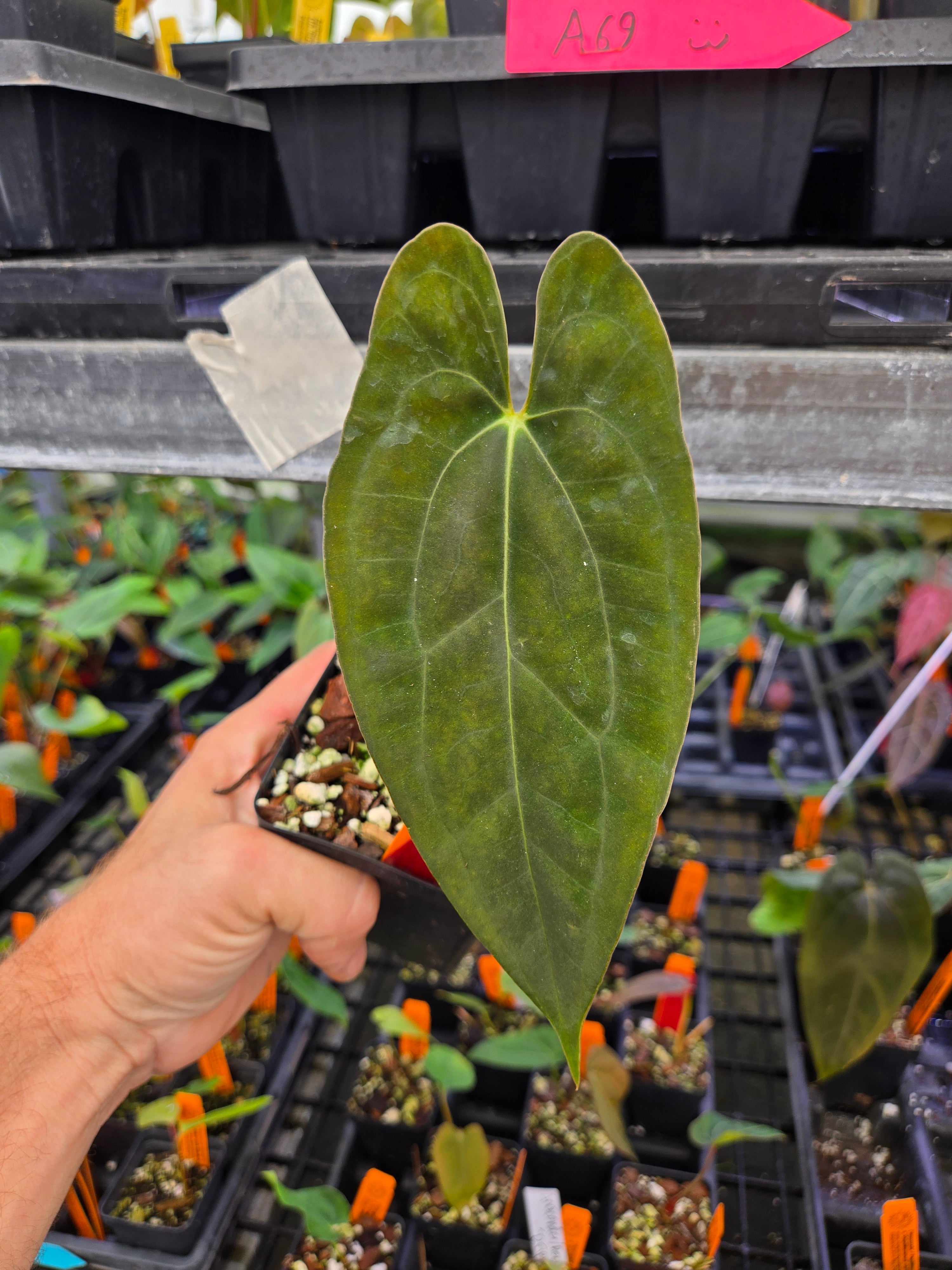 Anthurium ('Anaconda' / Papillilaminum 'Ree Gardens') x 'Dripillilaminum' (A73)