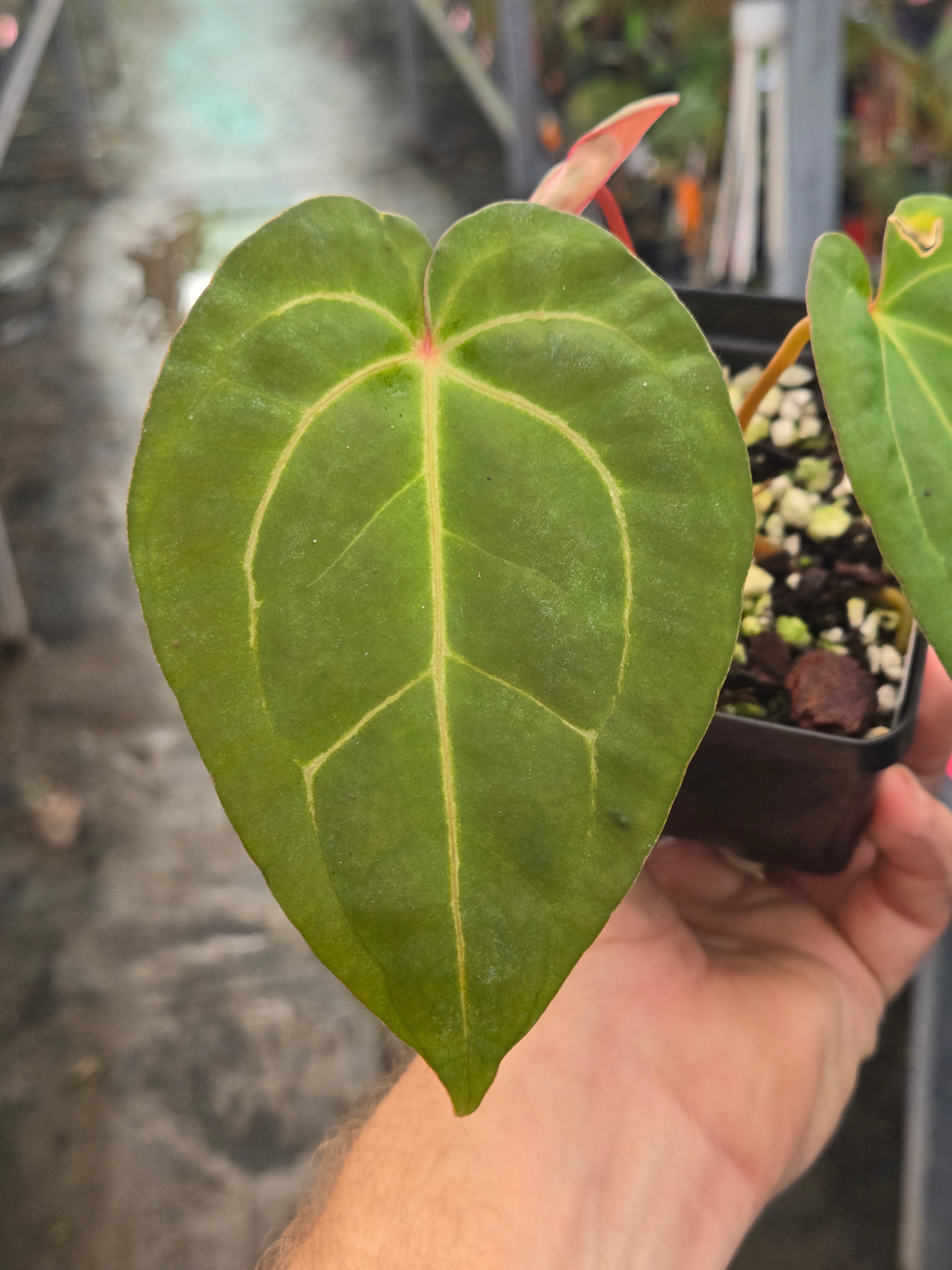 Anthurium 'Doc Block Purple F2' x 'Golden Child' (A99)
