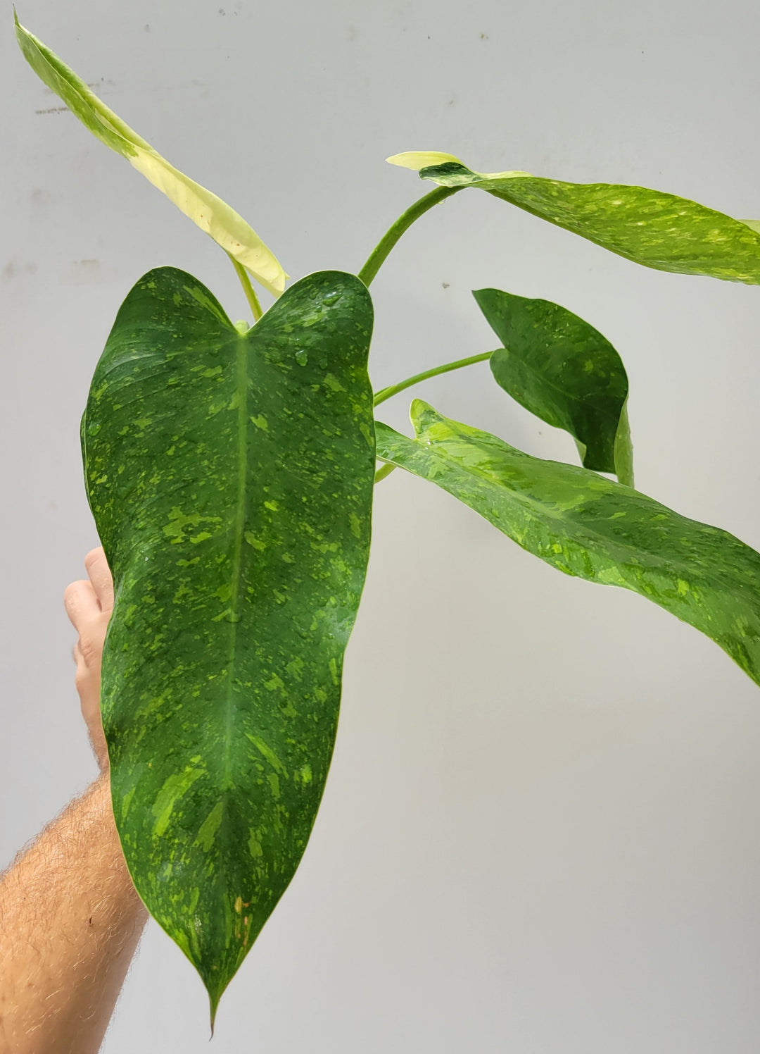 Philodendron Jose Buono.  Large and easy to grow variegated tropical plant, US Seller,- Growers Choice