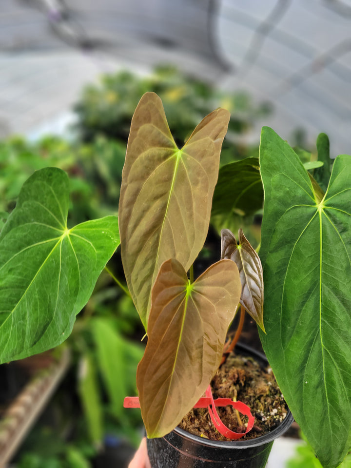 Anthurium Papillilaminum Ree Gardens Clone. 3 Growth Points. Flowering