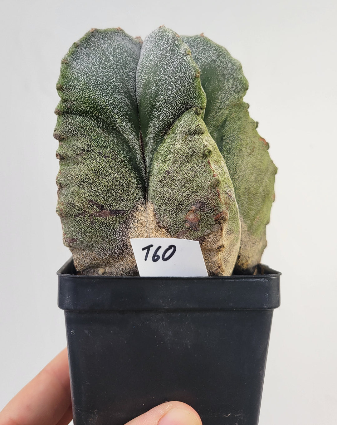 Astrophytum Myriostigma . 4" pot, very established, Specimen size XXL  #T60 - Nice Plants Good Pots