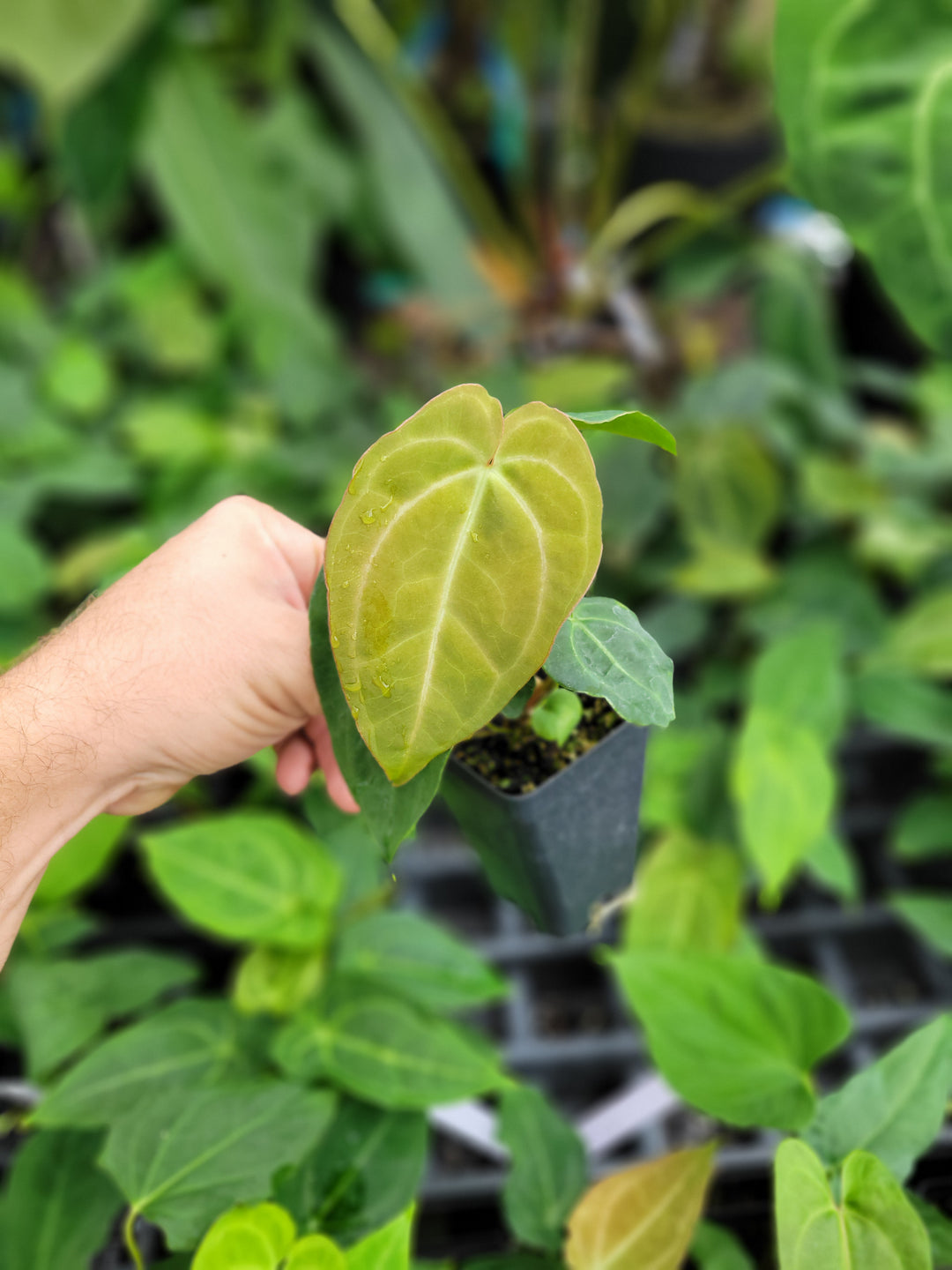 Anthurium John Banta NOID x A. Tim Anderson Crystal Black