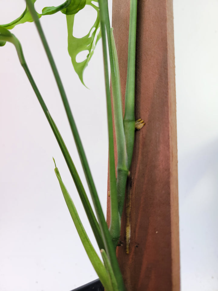 Monstera Obliqua Peru, Mature Specimen plant attached to pole.  US seller- L9 - Nice Plants Good Pots