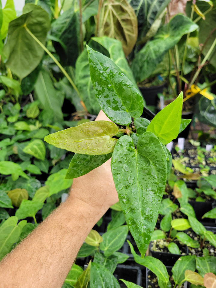 Anthurium John Banta NOID x A. Tim Anderson Crystal Black