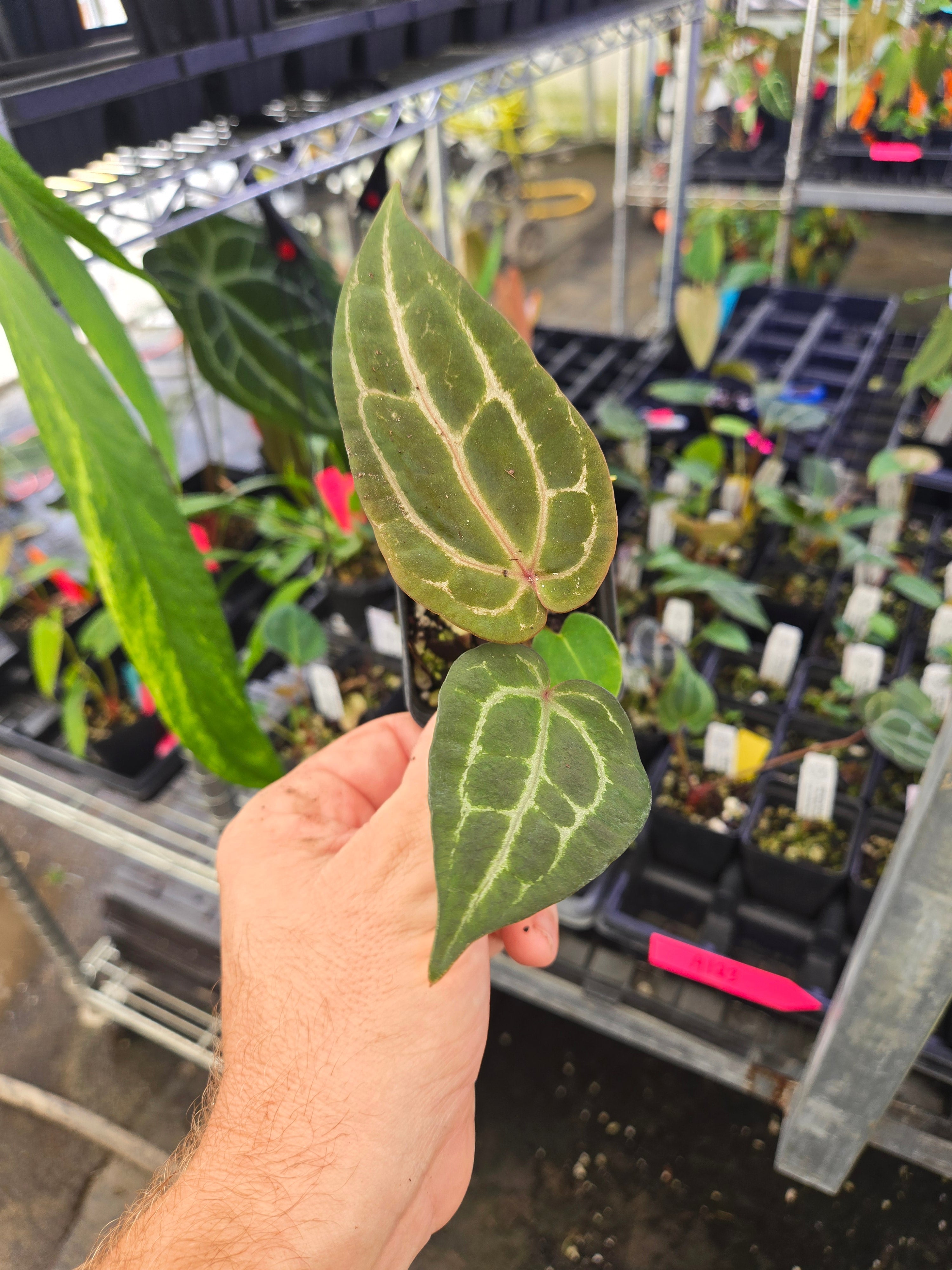 Anthurium ('AOS SKG' / 'Tim's Black') X 'Doc Block Purple F2