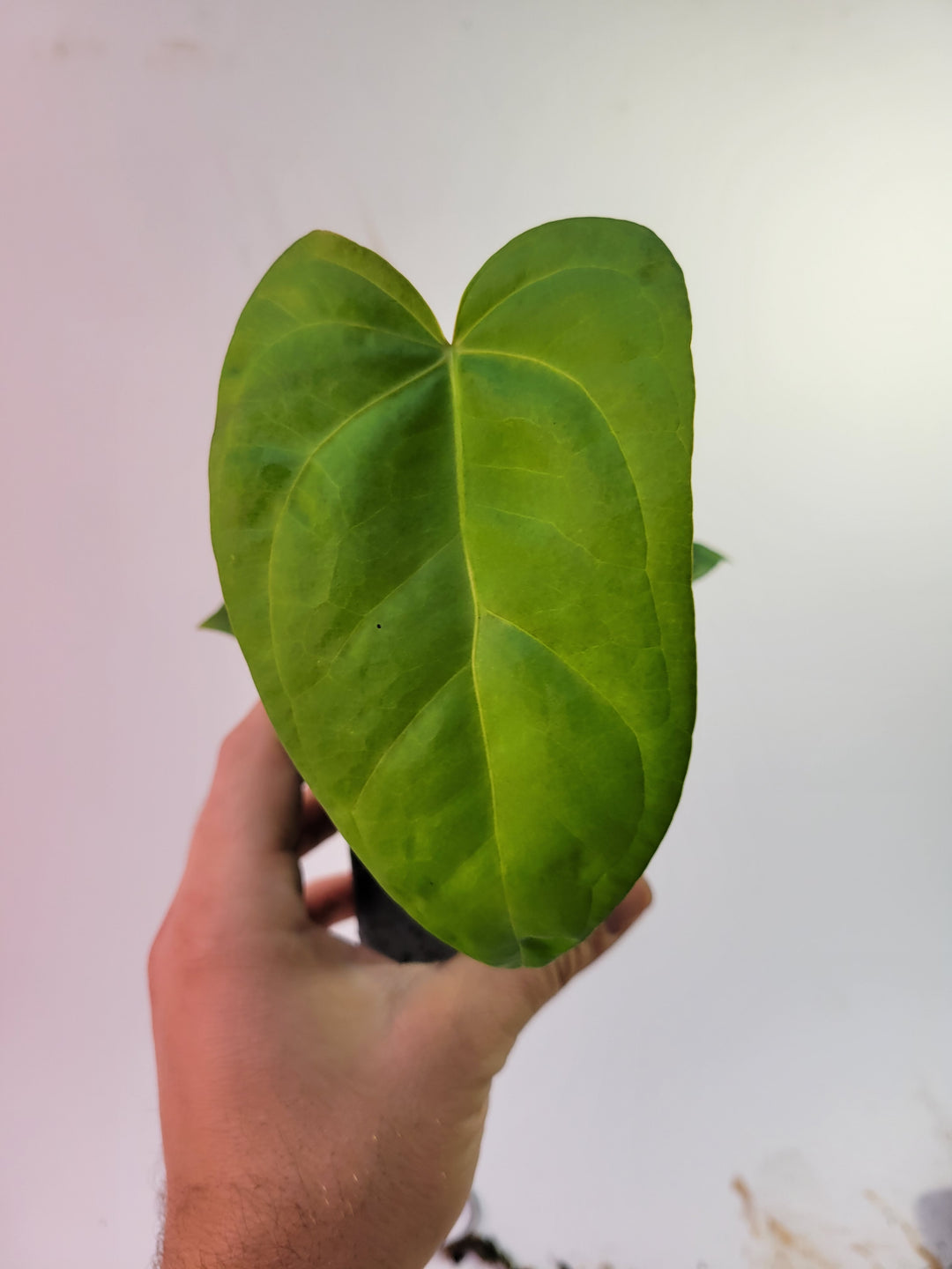 Anthurium (Magnificum x Moronense) X Dr Block F2. Flat sinus triangular leaf hybrid! #k88