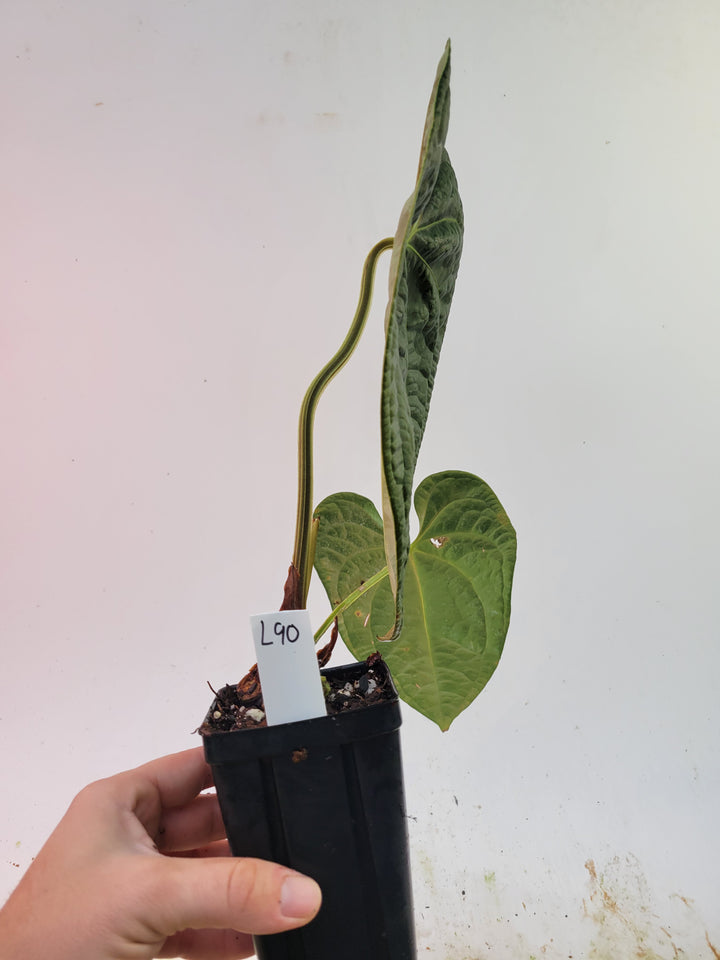 Anthurium Anaconda! Dark Mag x Luxurians.  New Release! Large Mature Plant! #L90