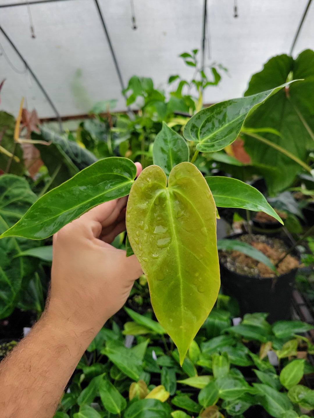 Anthurium Rotundatum X x (A. Tim Anderson Mag x Pap Dark & Narrow)