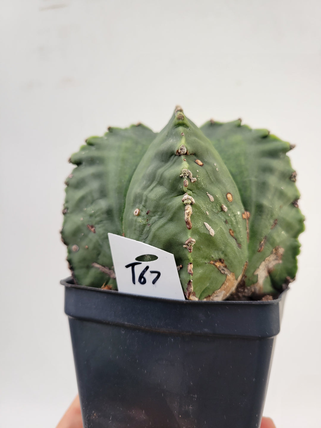 Astrophytum Myriostigma Nudum "KIKKO" . 4" pot, very established, Specimen size XXL  #T67 - Nice Plants Good Pots