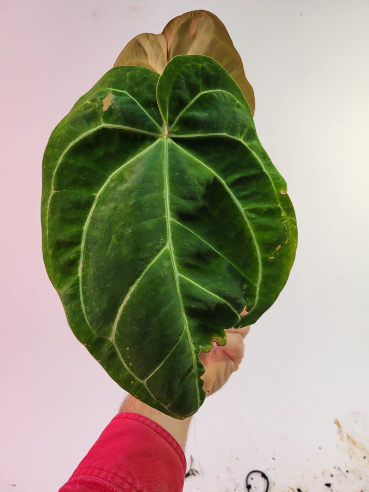 Anthurium Doc Block F2 x A. Hoffmannii ,Select 6in pot flowering size!-  #K61