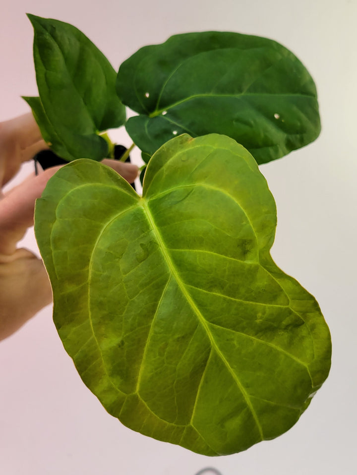Anthurium (Magnificum x Moronense) X Dr Block F2. Flat sinus triangular leaf hybrid! #k85