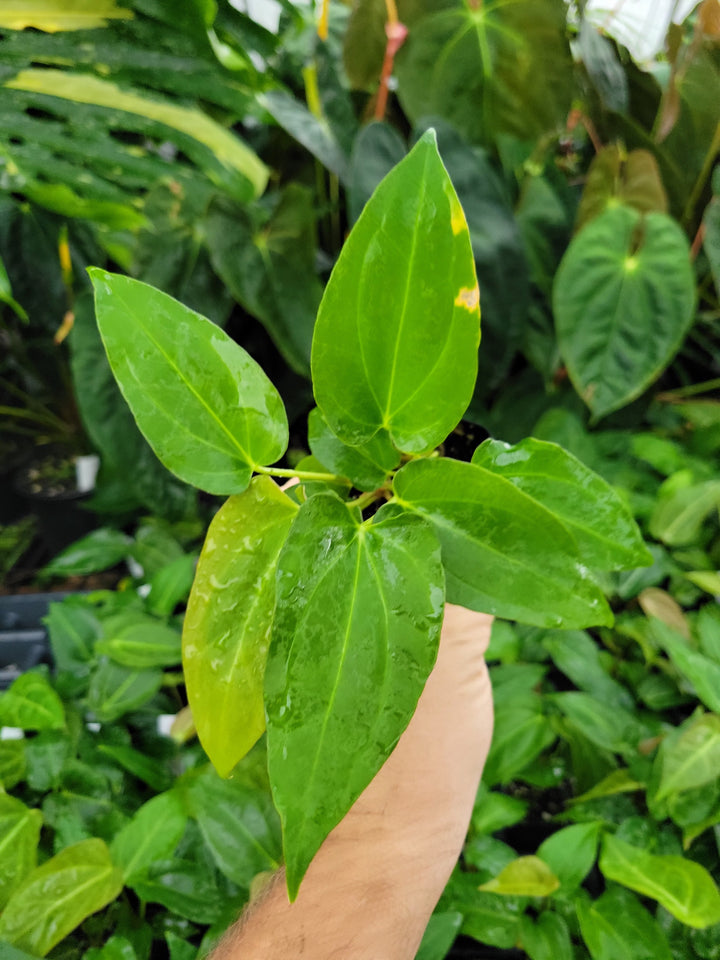 Anthurium Regale -ish x A. Papillilaminum Ree Gardens