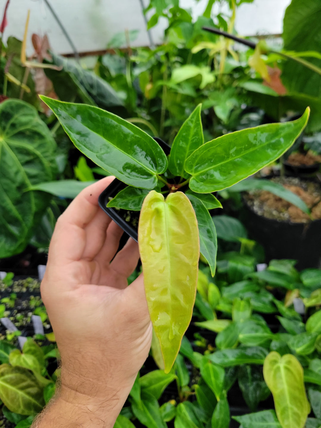 Anthurium Rotundatum X x (A. Tim Anderson Mag x Pap Dark & Narrow)