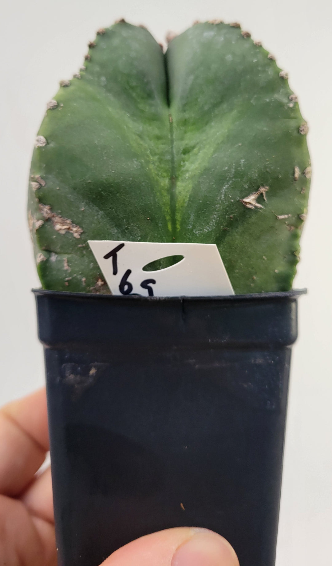 Astrophytum Myriostigma Nudum , Very unusual growth habit . 2.5" pot, very established, Specimen size#T65 - Nice Plants Good Pots