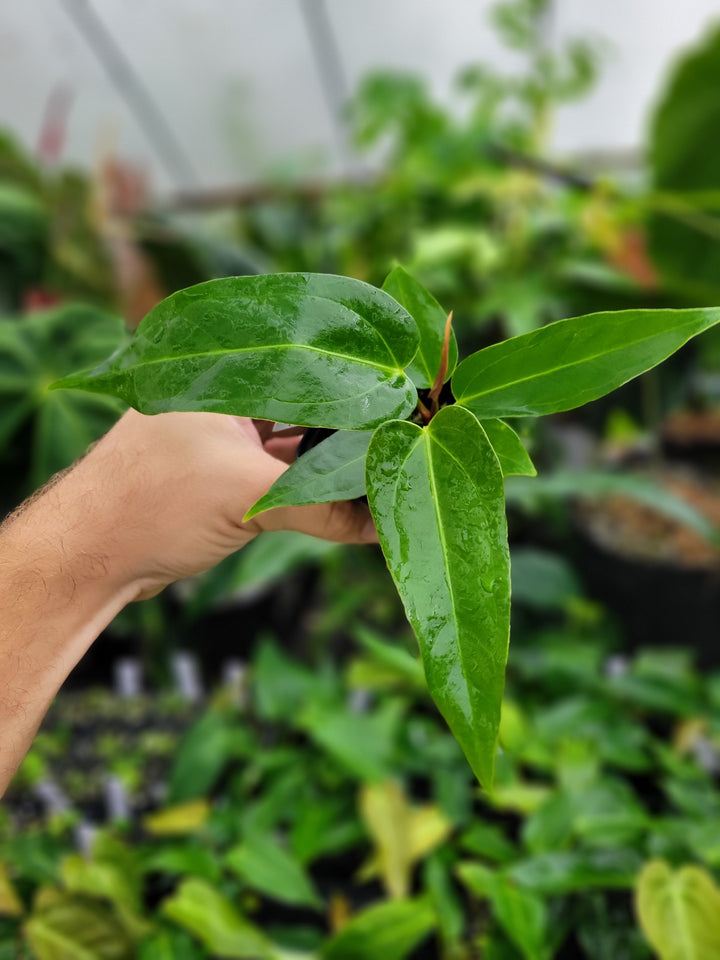 Anthurium Rotundatum X x (A. Tim Anderson Mag x Pap Dark & Narrow)