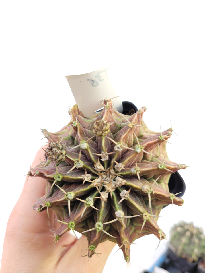 Gymnocalycium Friedrichii LB 2178. Xlarge Flowering Size with pups!  rooted & established, (Deaw Cactus ) Beautiful purple cactus #t36 - Nice Plants Good Pots