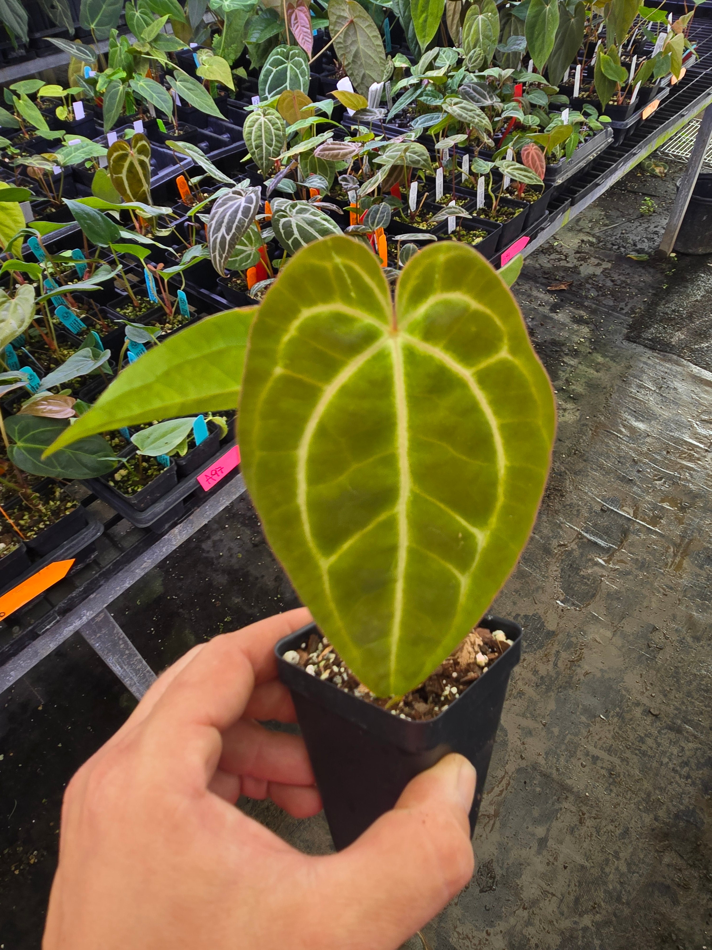 Anthurium ‘Goldenchild F2’ x (Papillilaminum 'Ree Gardens’/‘Doc Block Purple F2') (A103)