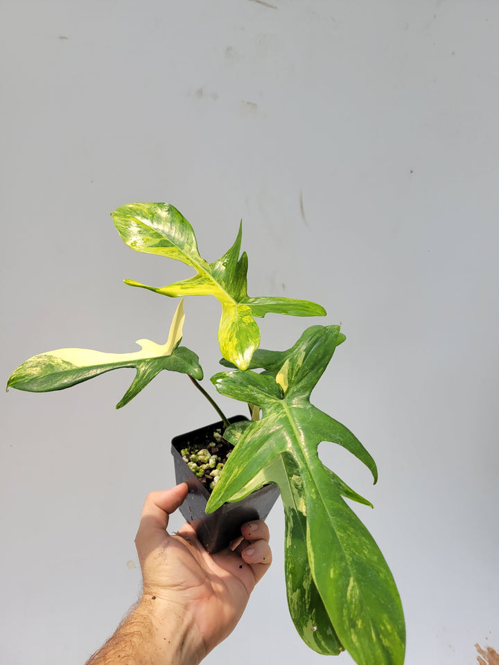 Philodendron Florida Beauty variegated,  wishlist plant,  established & unusual,  tropical houseplant, US Seller- g10