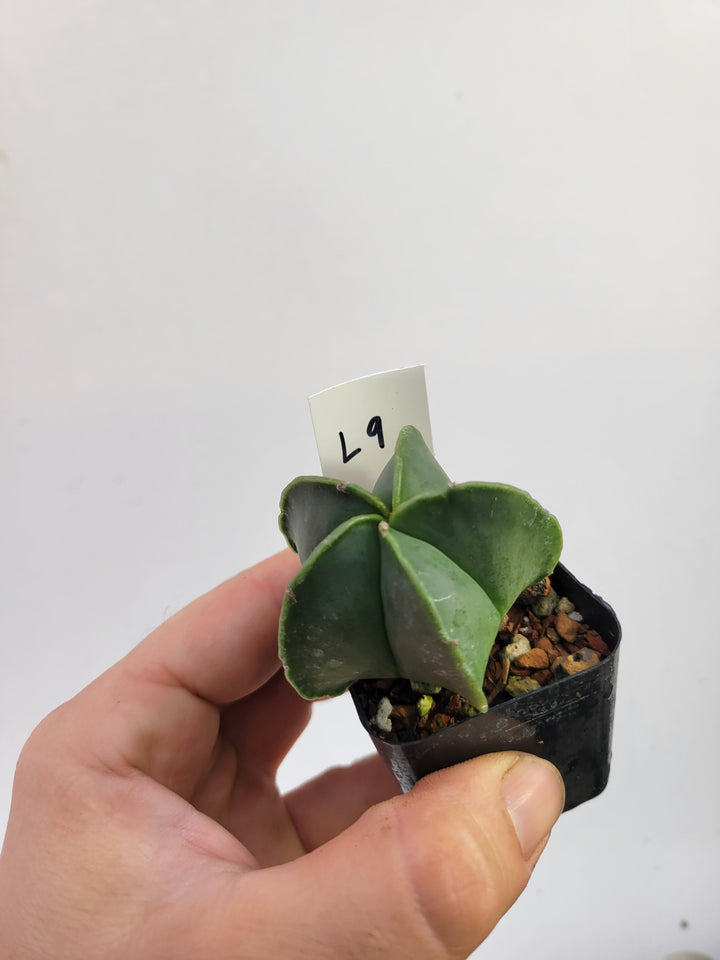 Astrophytum myriostigma 5 Ribs. Seed Grown #T9 - Nice Plants Good Pots