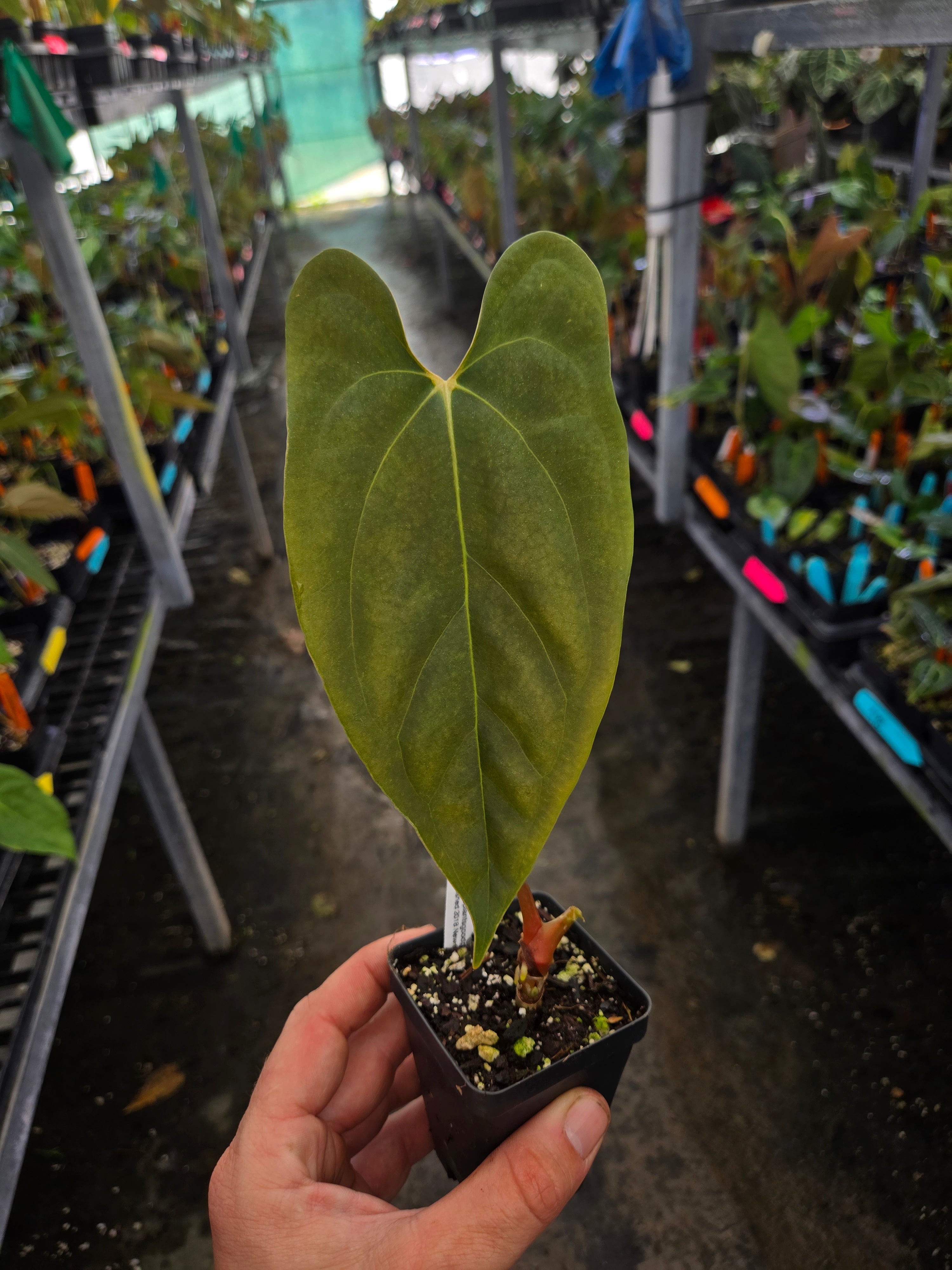 Anthurium Papillilaminum 'Nice Pap #3' x open (A100)