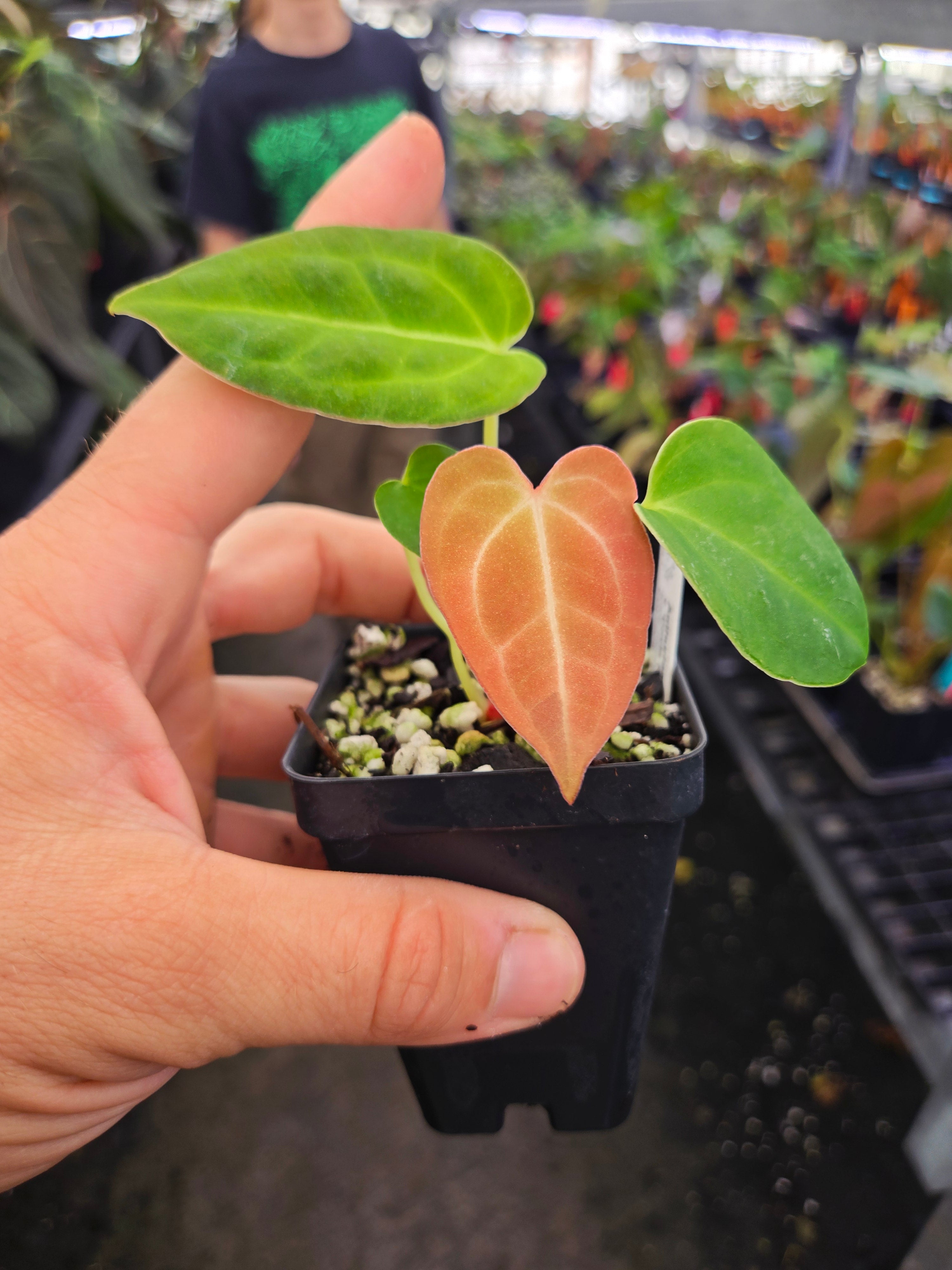 Anthurium ('Caycee'/ 'Griege') x 'Costa Rican Crystal' (A116)