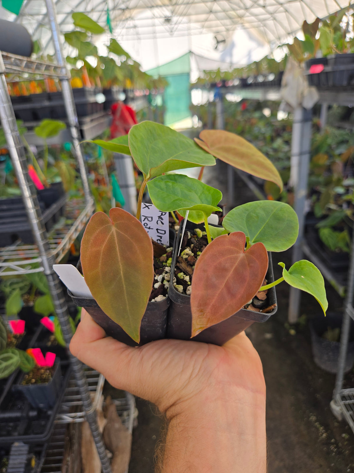 Anthurium Ree Pap 🌿 Anthurium ('Ree Gardens dressleri' / 'Ree Gardens papillilaminum') X ...