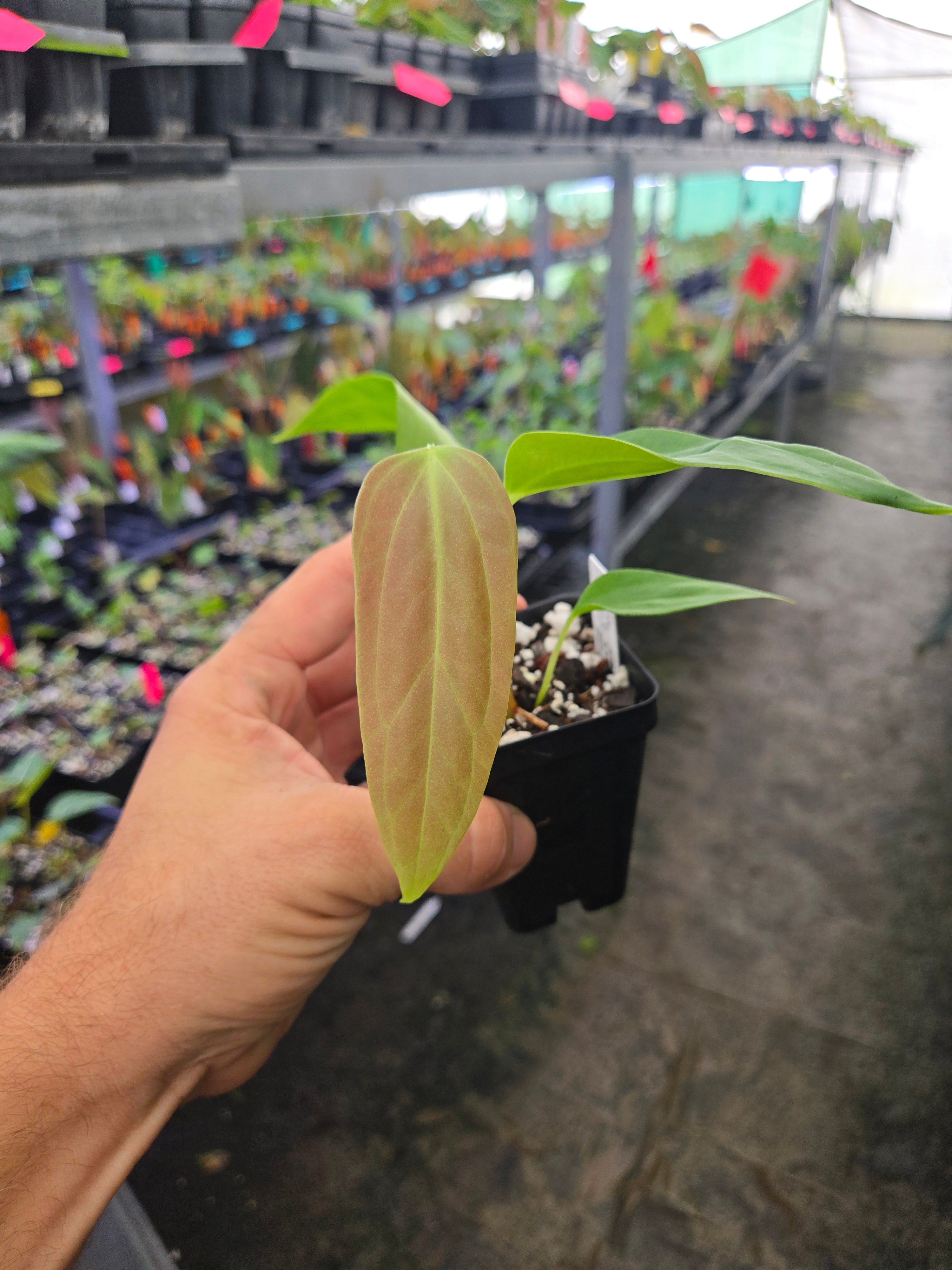 Anthurium Papillilaminum 'Dripillilaminum' x Angustilobum (A125)