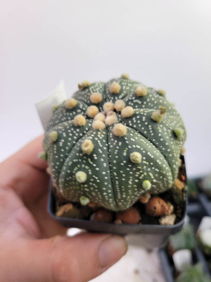 Astrophytum asterias cv. Superkabuto, rooted and established Deaw Cactus- Flowering Seed Grown#T30 - Nice Plants Good Pots