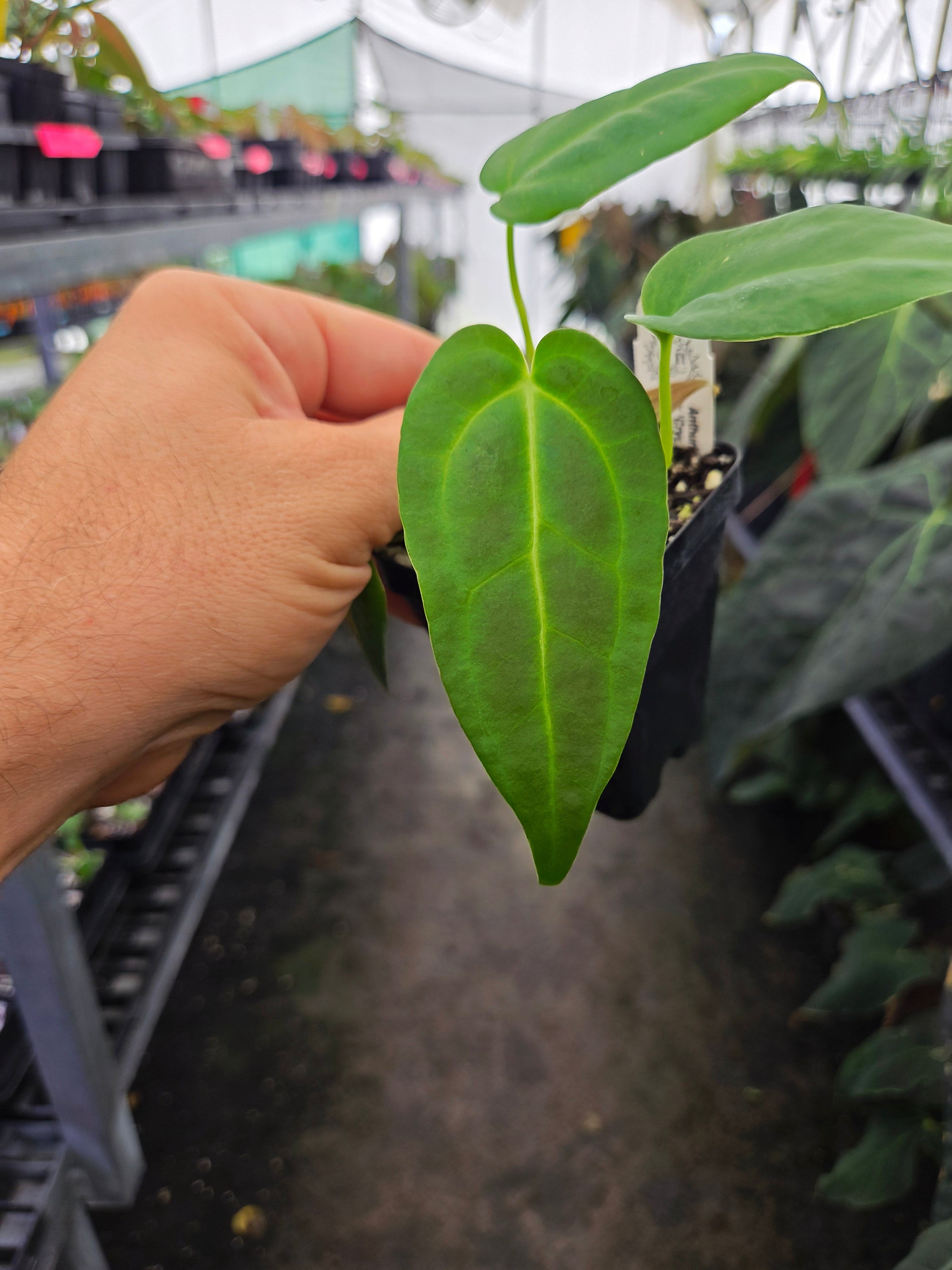 anthurium dark crystal Anthurium 'Dark and Stormy' x 'Crystal Queen' (A119)