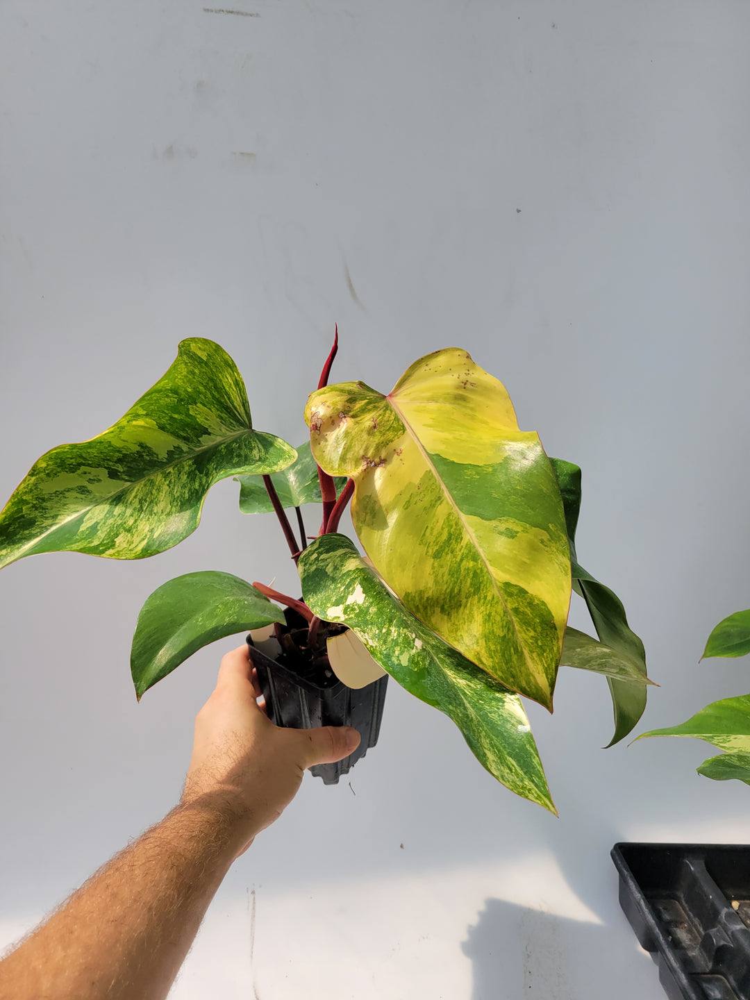 Philodendron Strawberry Shake, High Variegation unique collector specimen , established , exact plant pictured  #T43 - Nice Plants Good Pots