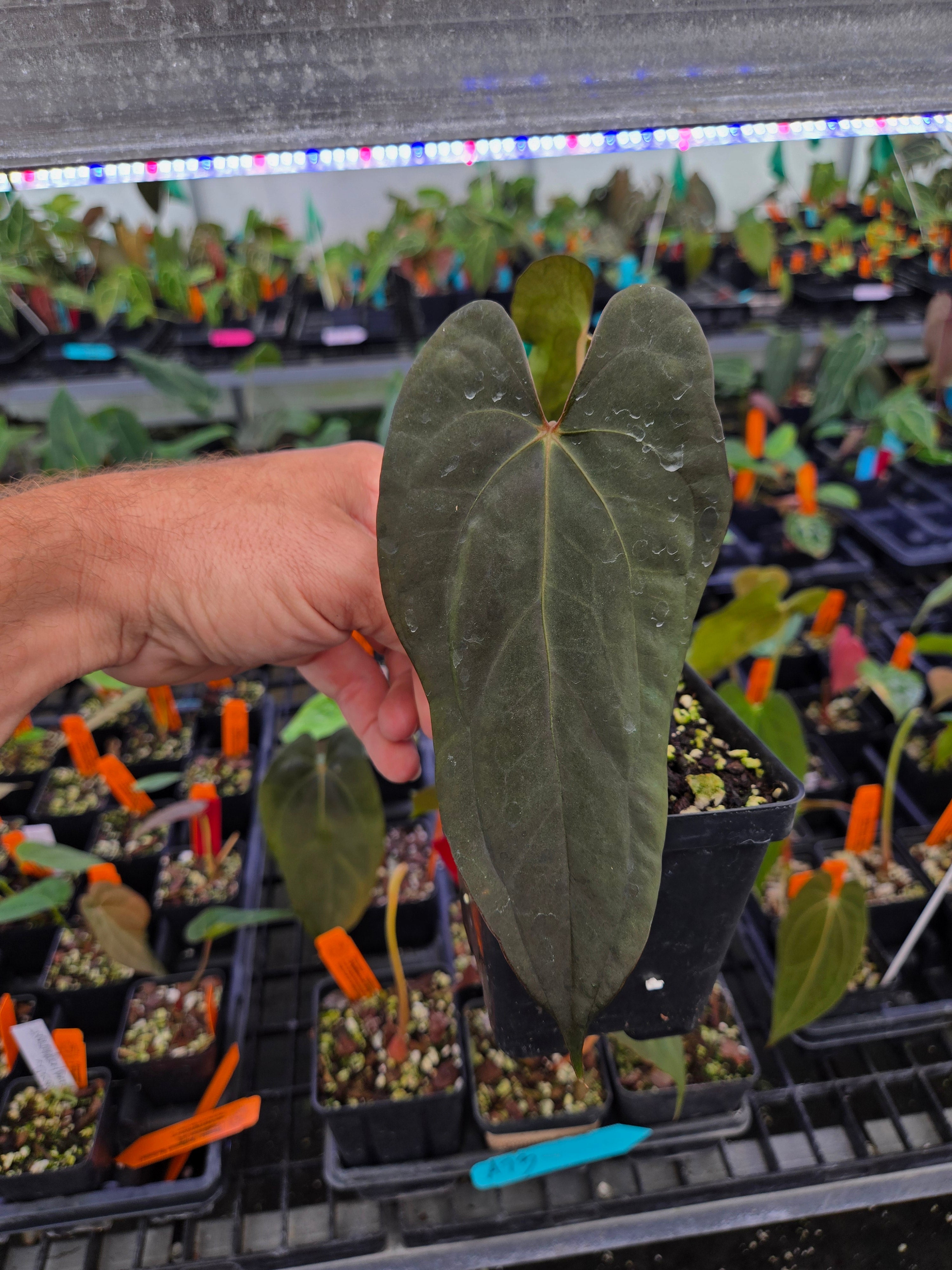 Anthurium ('Anaconda' / Papillilaminum 'Ree Gardens') x 'Dripillilaminum' (A73)