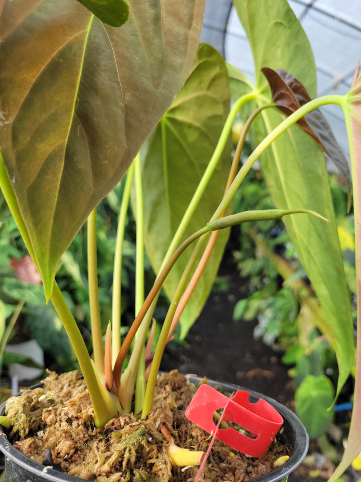 Anthurium Papillilaminum Ree Gardens Clone. 3 Growth Points. Flowering