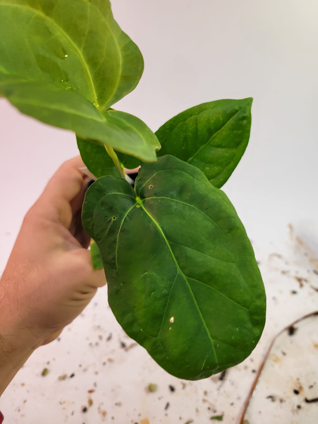 Anthurium (Magnificum x Moronense) X Dr Block F2. Flat sinus triangular leaf hybrid! #k85