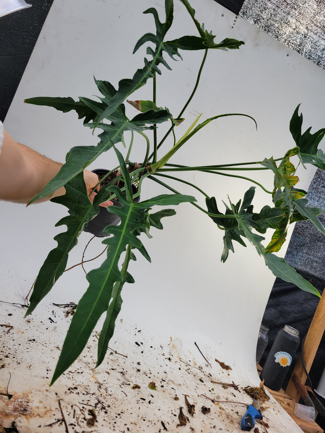 Philodendron Golden Dragon Narrow Form. Massive 2 ft specimen. 2 growth points. Rarely offered. Similar to longilobatum lelano miyano. #k102