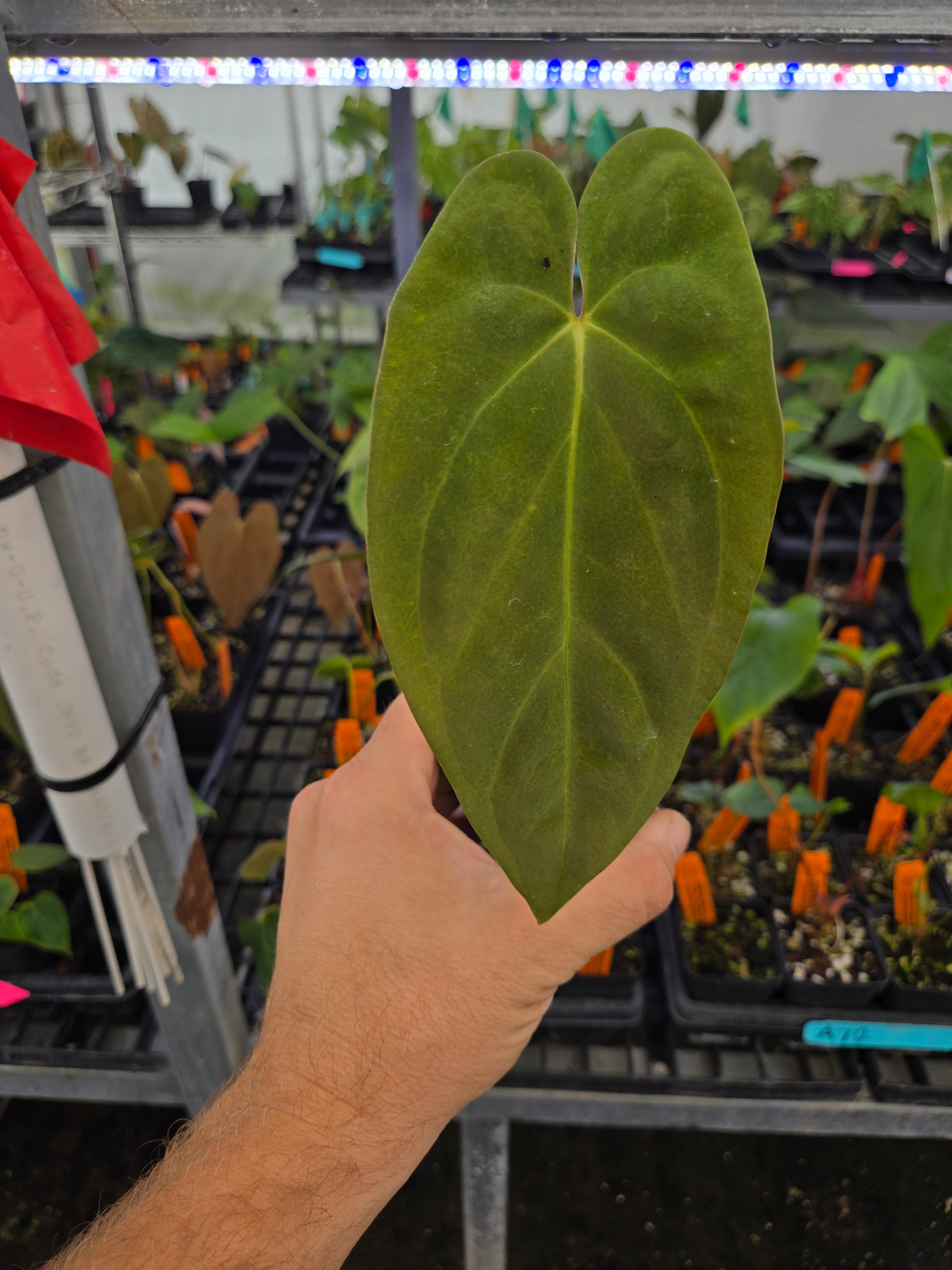 Anthurium Papillilaminum 'Nice Pap #28' X Portillae 'NSE Dewey Fisk Clone' (A71)