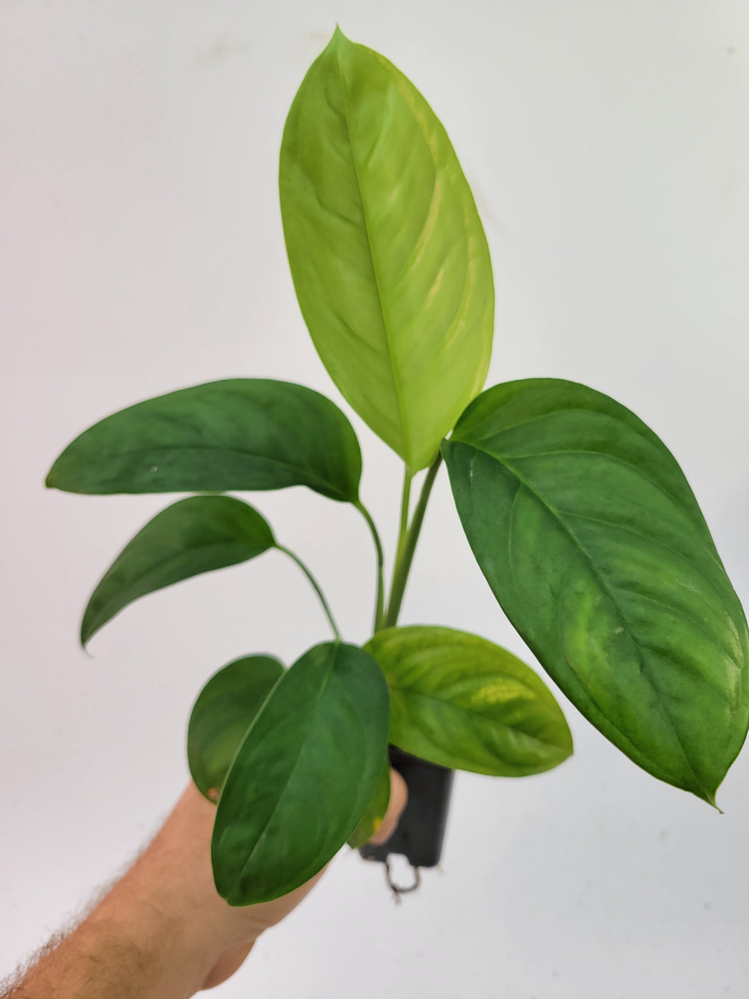 Monstera Obliqua Bolivian Form.  US seller- L17 - Nice Plants Good Pots