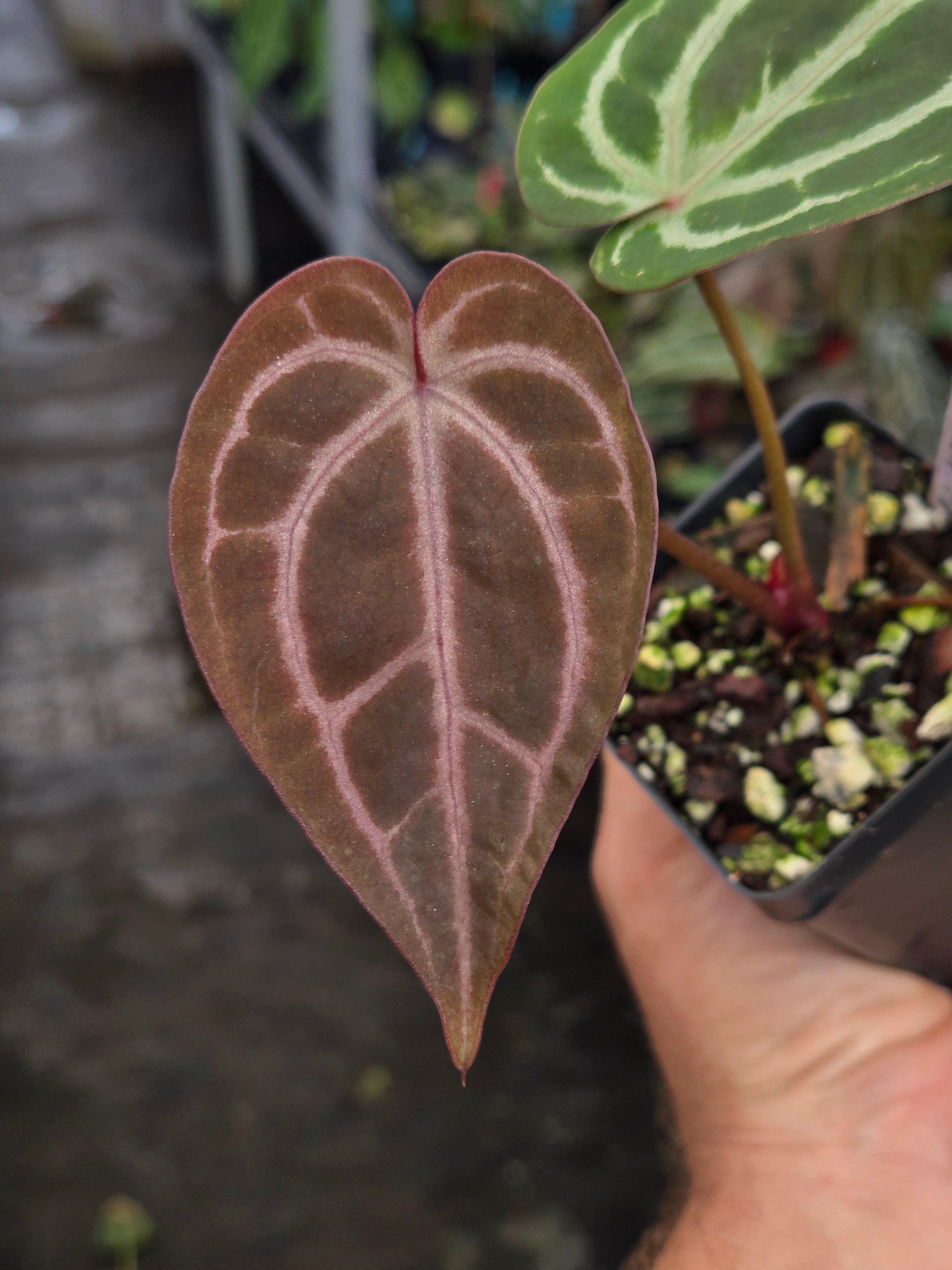 Anthurium 'Swampmannii Dark' x 'Doc Block Purple F2' (A98)