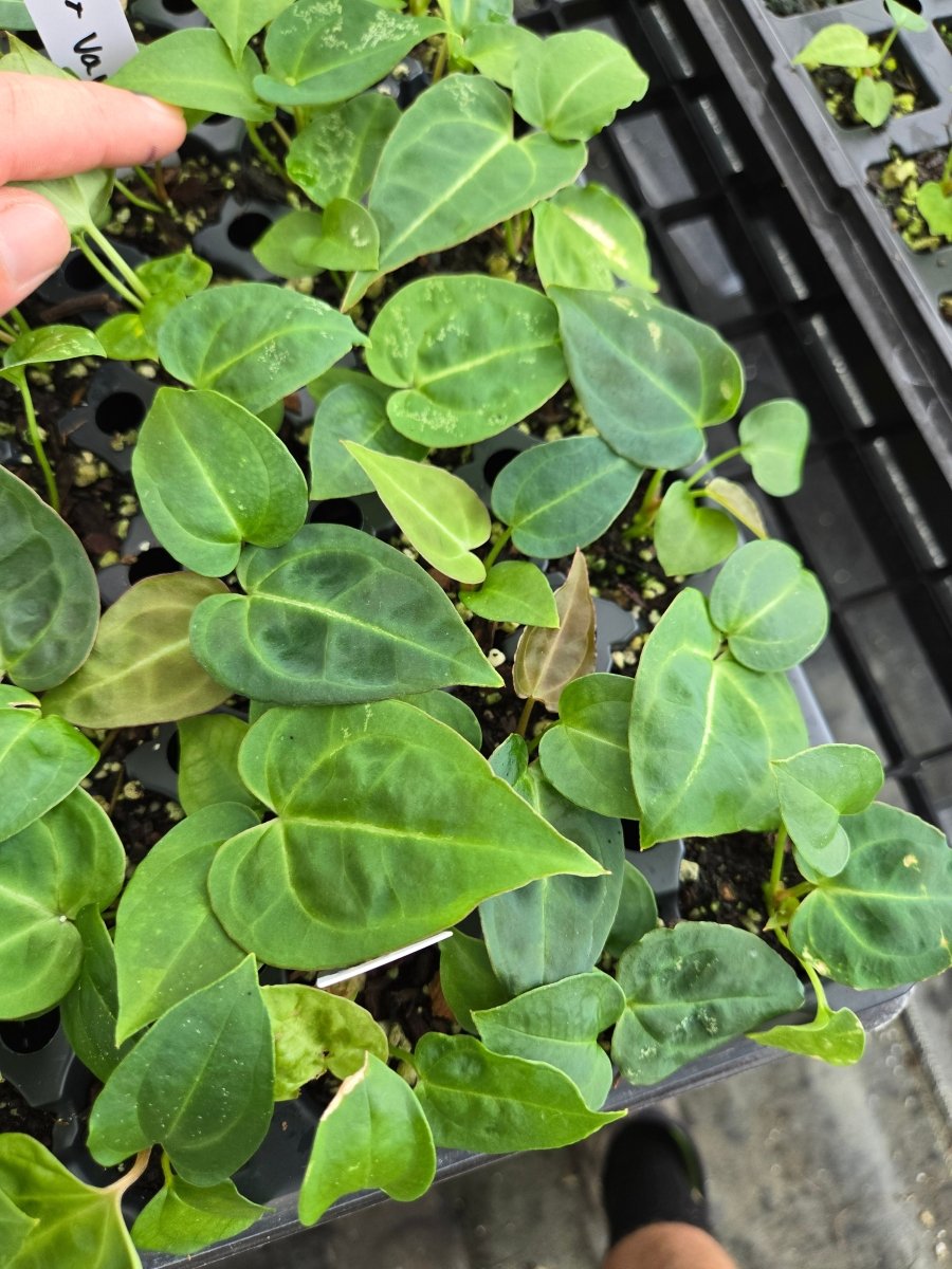 Swampmannii S1 x Variegated Crystal Mag. A27 - Nice Plants Good Pots
