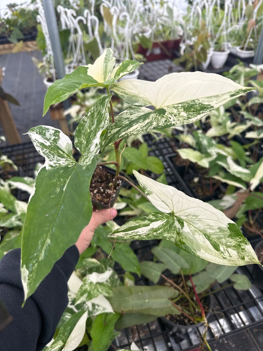 Syngonium Podophyllum Albo Variegata - Nice Plants Good Pots