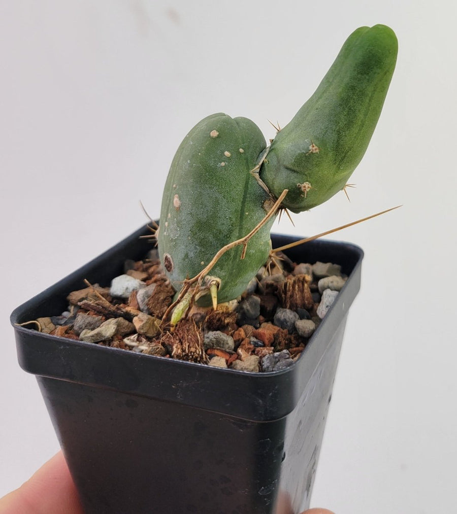 Trichocereus Bridgesii Monstrose - Nice Plants Good Pots